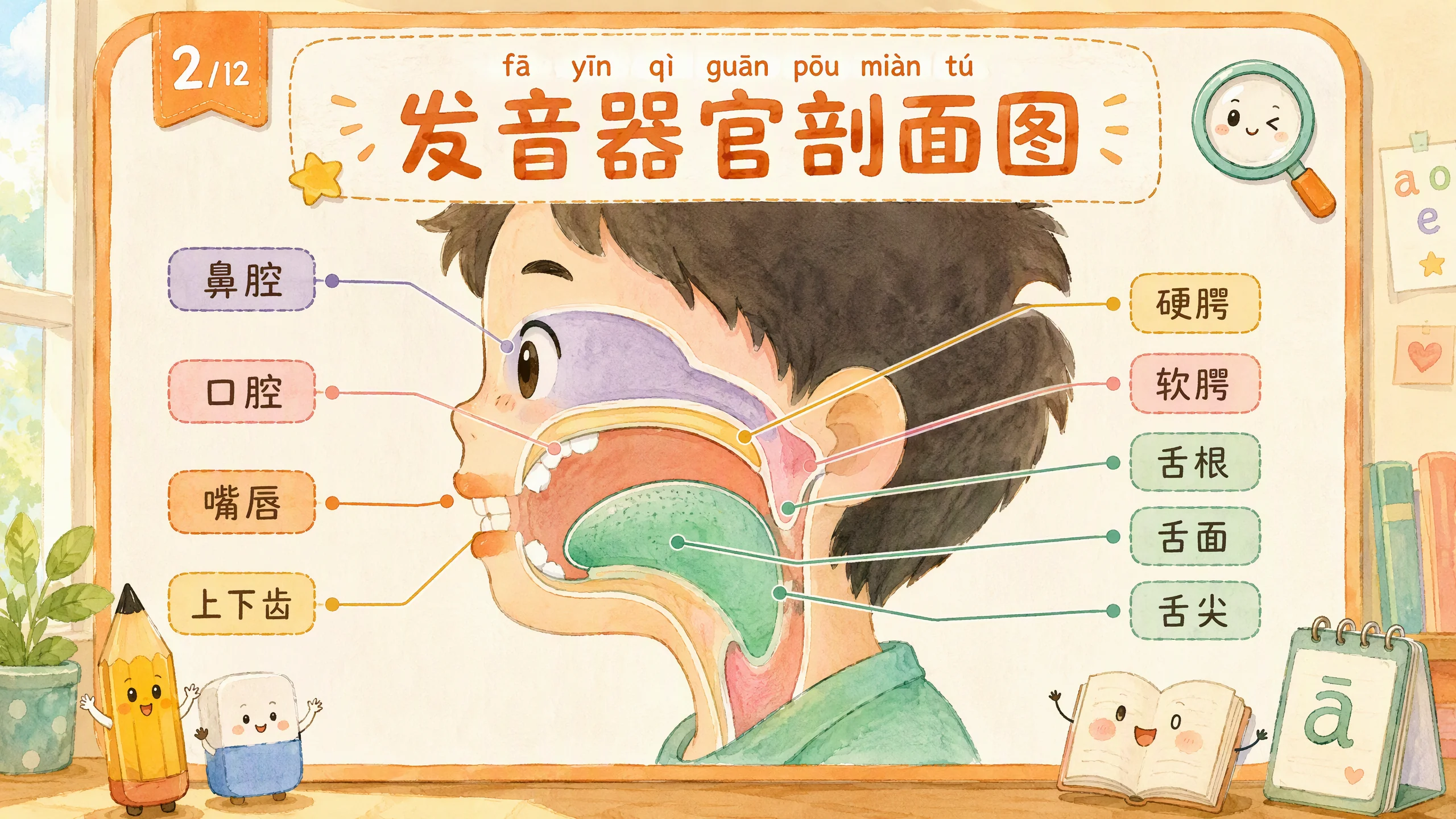 发音器官剖面图：唇齿舌硬腭软腭鼻腔的位置标注